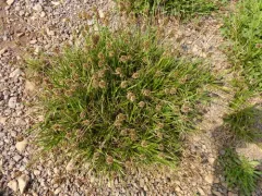 foetid sedge thumbnail 4