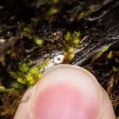 Stictis radiata thumbnail 4