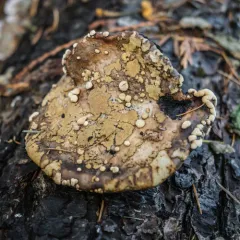 ochre cushion thumbnail 1