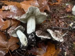 Tricholoma mutabile thumbnail 2