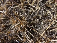 idaho sedge thumbnail 2