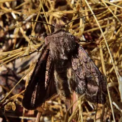 Variegated Cutworm Moth thumbnail 2
