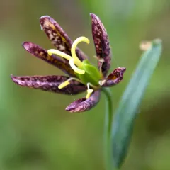 checker lily thumbnail 4