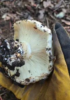 Russula cascadensis thumbnail 1