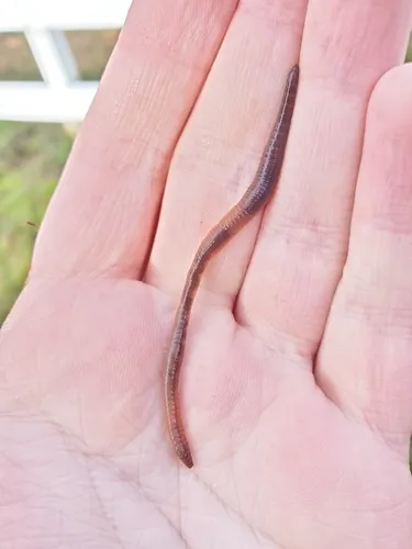 Chestnut Worm