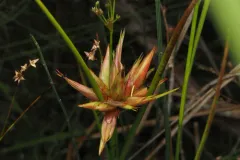 Tassel Gall thumbnail 2