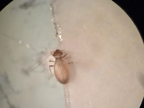 Badonnelia titei