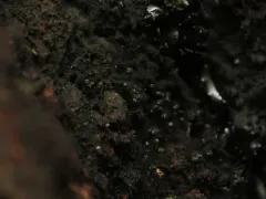 Chaenothecopsis nigripunctata thumbnail 2