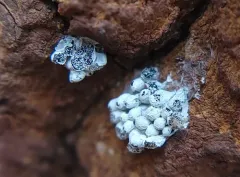 Badhamia populina thumbnail 1