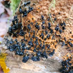Badhamia utricularis thumbnail 2