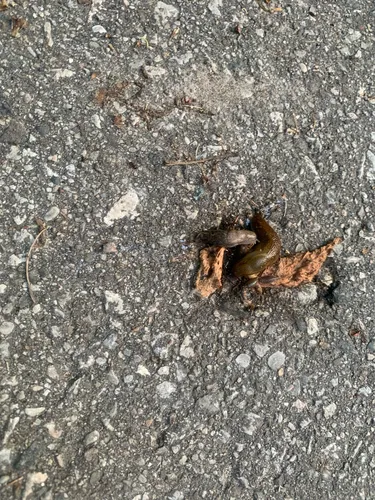 Spanish Slug
