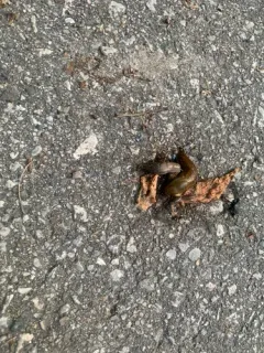 Spanish Slug thumbnail 1