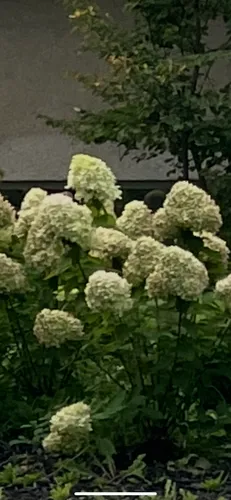 Chinese Snowball Viburnum