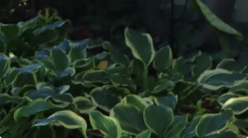 Siebold's Plantain Lily