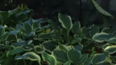 Siebold's Plantain Lily thumbnail 1