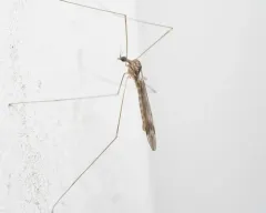 Dicranomyia humidicola thumbnail 2