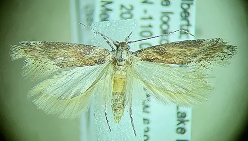 Gnorimoschema gibsoniella