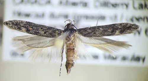 Gnorimoschema alaskense