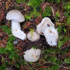 Spotted tricholoma thumbnail 1