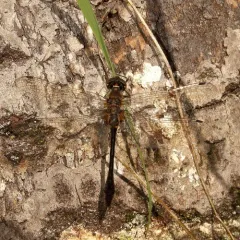 Racket-tailed Emerald thumbnail 4