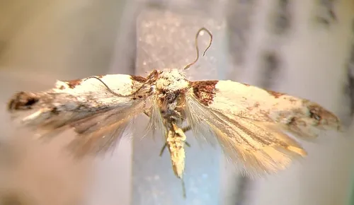 Rifseria fuscotaeniaella