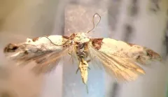 Rifseria fuscotaeniaella thumbnail 1