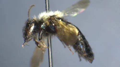 Sladen's Miner Bee
