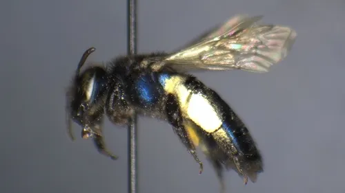 Chapman's Miner Bee