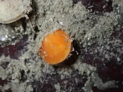 California Lampshell thumbnail 2
