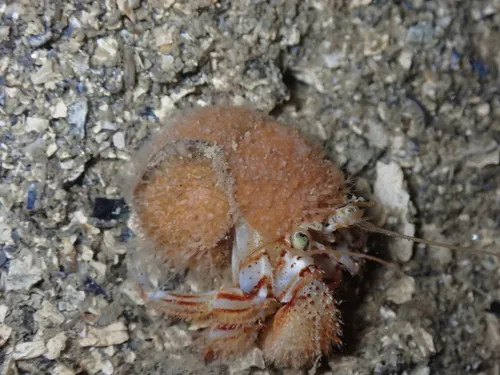 Schuchertinia allmanii