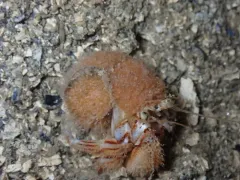 Schuchertinia allmanii thumbnail 1