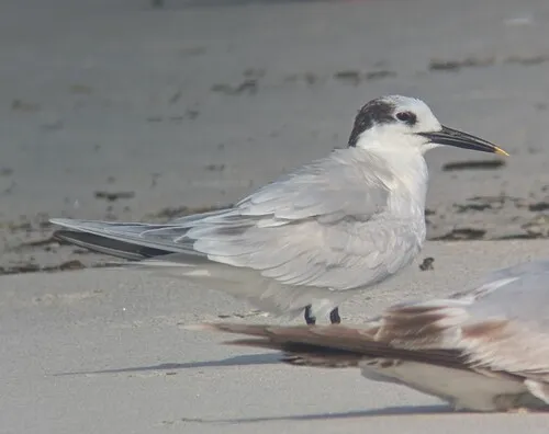 Sandwich Tern