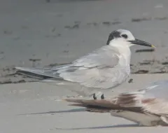 Sandwich Tern thumbnail 1