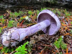 Thaxterogaster occidentalis thumbnail 2