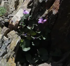 Olympic Violet thumbnail 4