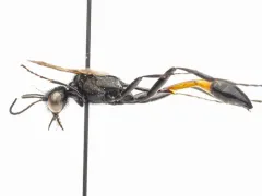 Ammophila fernaldi thumbnail 1