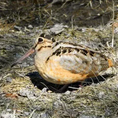 American Woodcock thumbnail 3