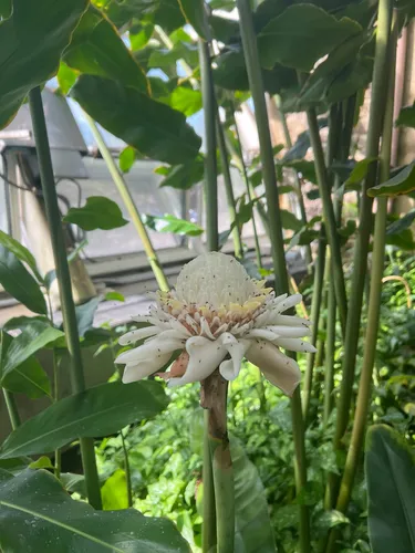 Torch ginger