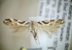 Aristotelia devexella thumbnail 2