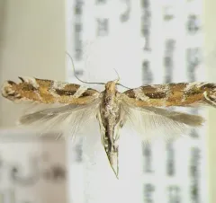 Pink-washed Aristotelia Moth thumbnail 2