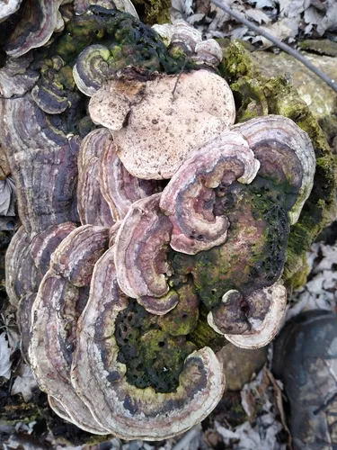 Vanderbylia fraxinea