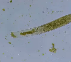 Homalozoon vermiculare thumbnail 2