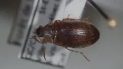 Isomira oblongula thumbnail 2