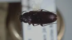 Mycetochara binotata thumbnail 1