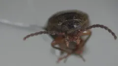 Hymenorus niger thumbnail 2