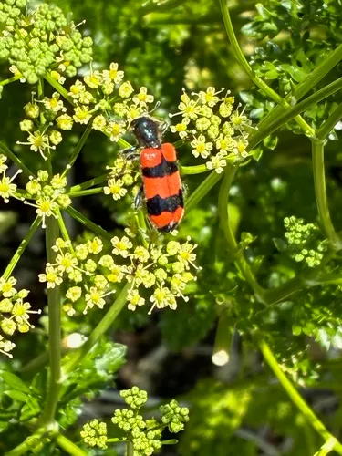 Bee-eating Beetle