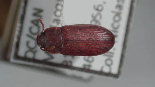 Confused Flour Beetle