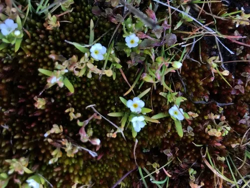 Pacific popcornflower