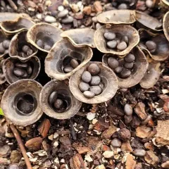 field bird's nest fungus thumbnail 3