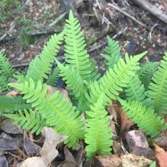 rock polypody thumbnail 4